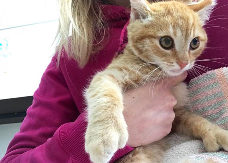 Three-Legged-Kitten-Sawyer-Pima.jpg