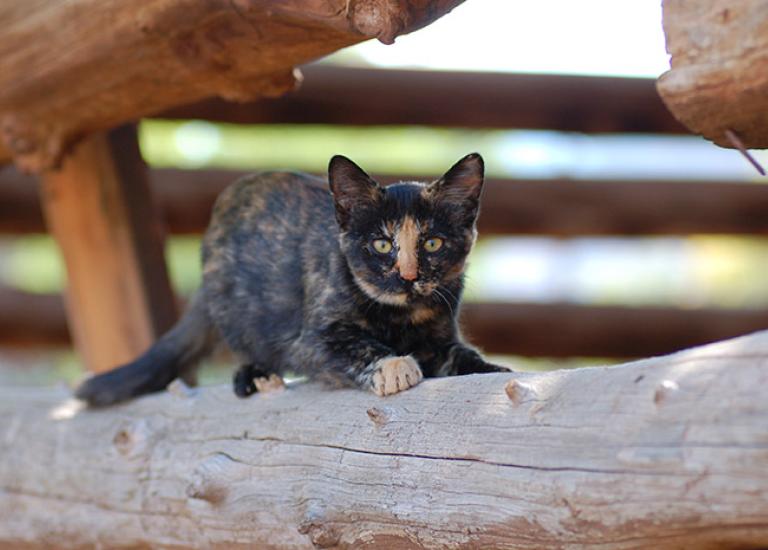 Torty-In-Barn6.jpg