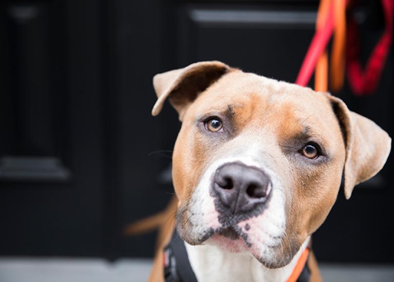 Advocacy-dog-Malcolm-2080sak.jpg