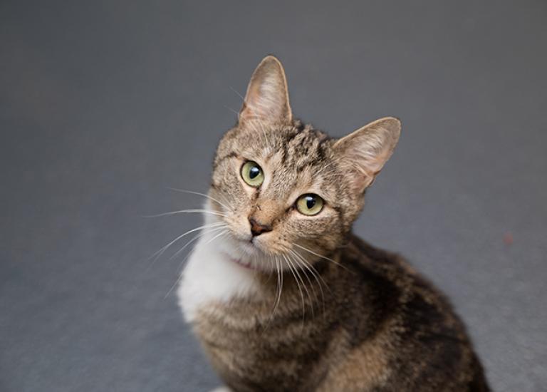Animal-shelter-support-Mamacita-1921sak.jpg