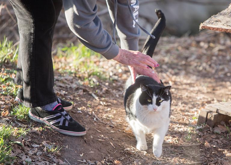 Cat-colony-Trussell-Ferals-7736sak.jpg