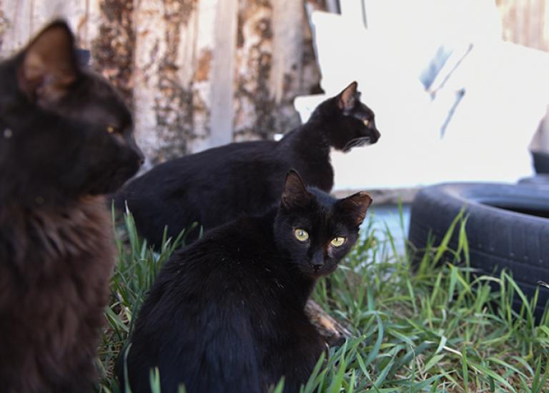 Community-cat-TNR-Joseph-Ferals-1397MW.jpg