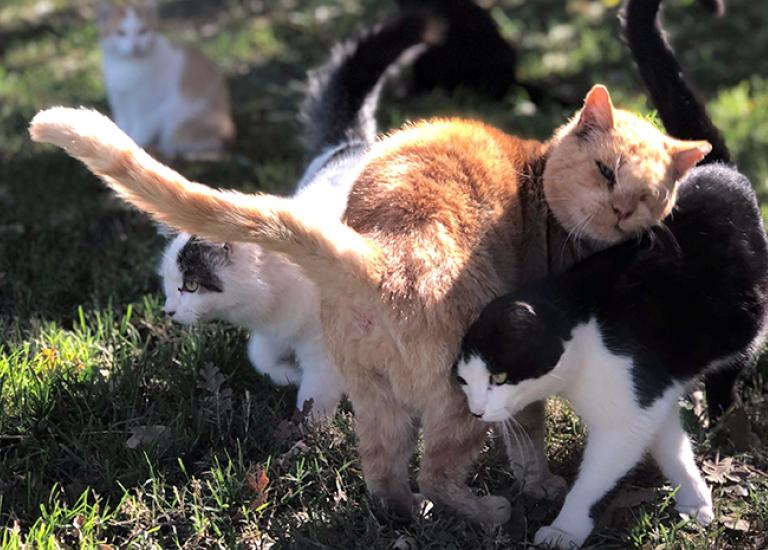 Community-cat-programs-Fox-Grove-stanislaus-1.jpg