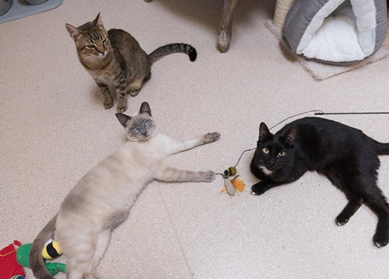 FeLV-kitten-Alfonso-Abraham-Cisco-6262KB.jpg
