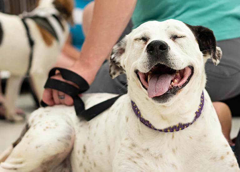 Pet-grants-Helen-Network-partner-3481.jpg