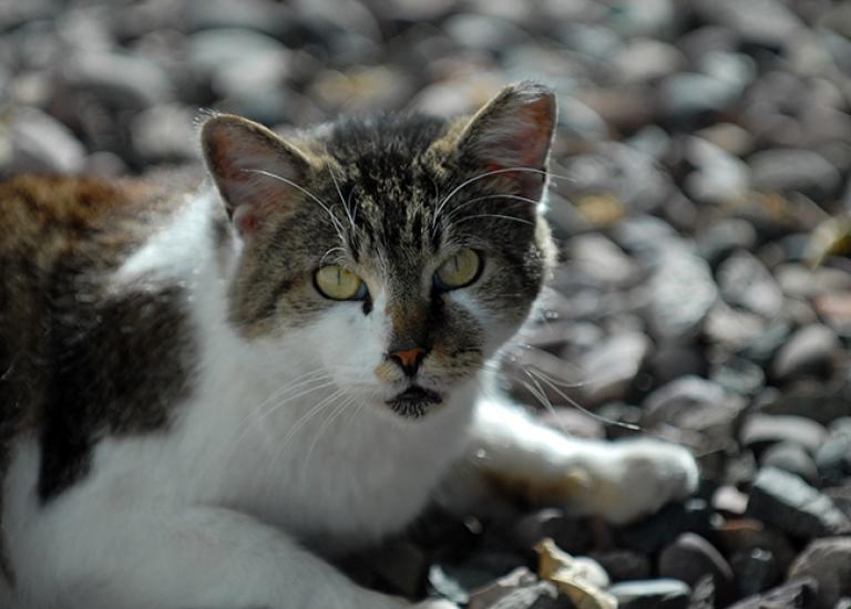 Purple-Sage-feral-cat-2203.jpg