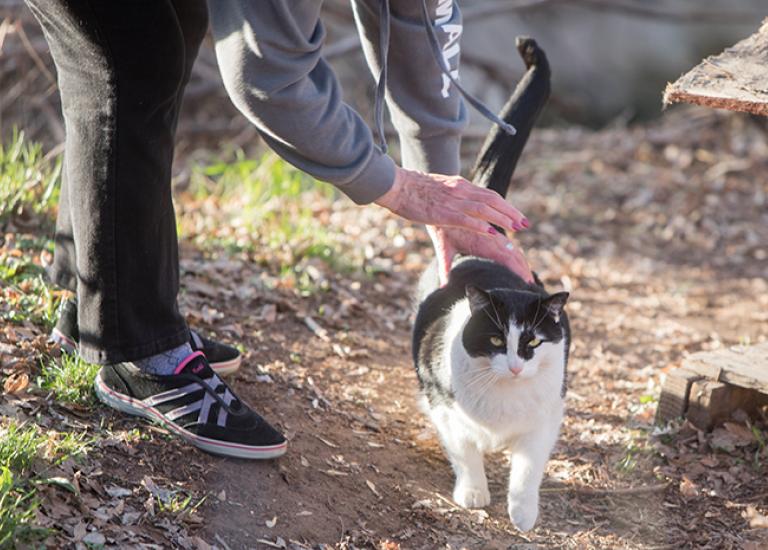 Sustainable-program-save-cats-Trussell-Ferals-7736sak.jpg