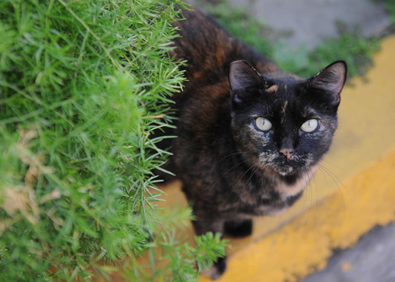 Tortoiseshell-feral-cat-eartip-6129-blog.jpg