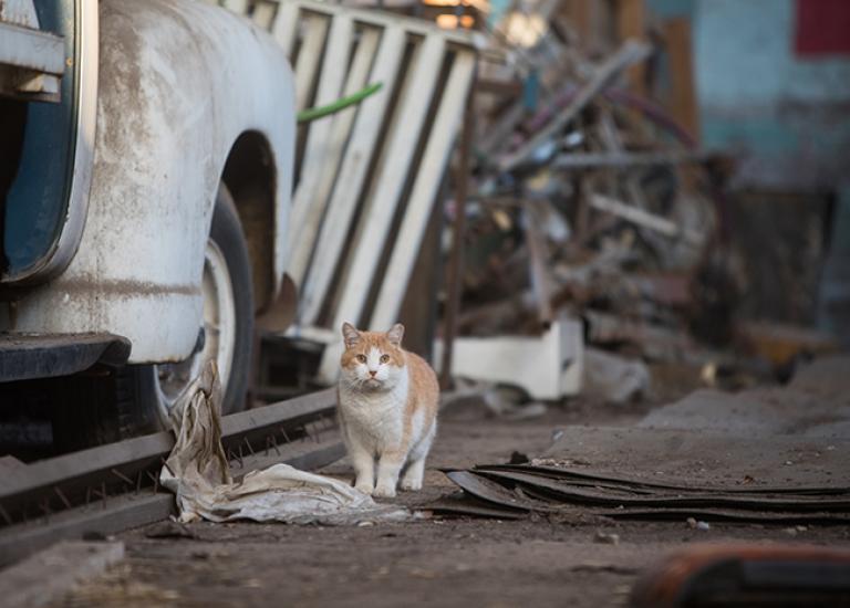 Trussell-Ferals-7791sak-blog.jpg