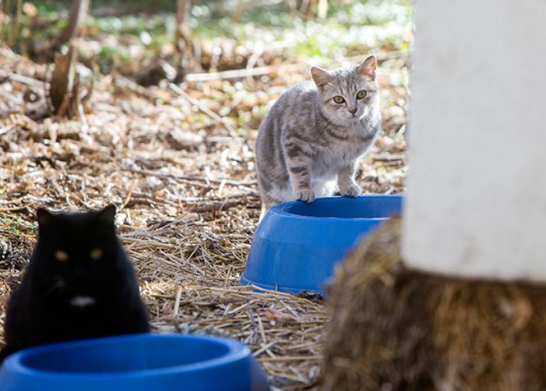Winter-care-stray-cats-Ear-Tip-Ranch-7306sak.jpg