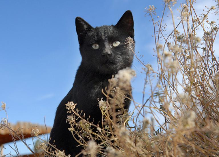 Cat_6860-blog.jpg