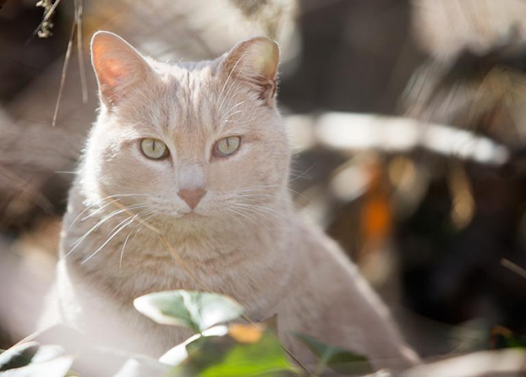 Community-cat-Ear-Tip-Ranch-7363sak.jpg