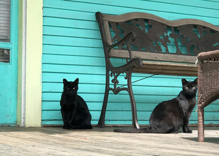 Community-cat-program-5092.jpg