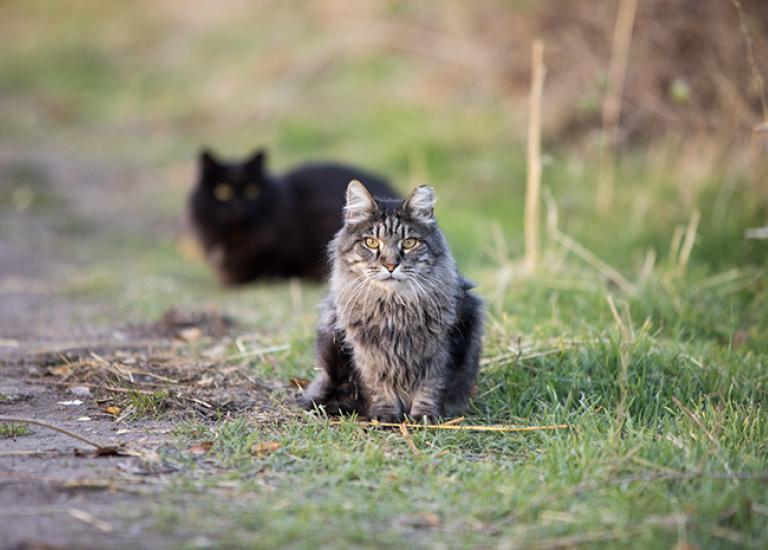 Erin-Ferals-2314sak-blog.jpg