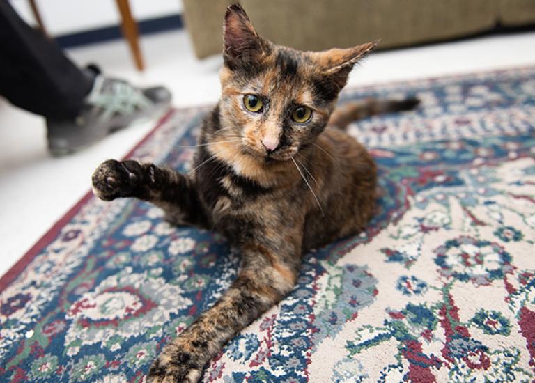 Kitten-twisted-legs-Vanetta2350MW.jpg