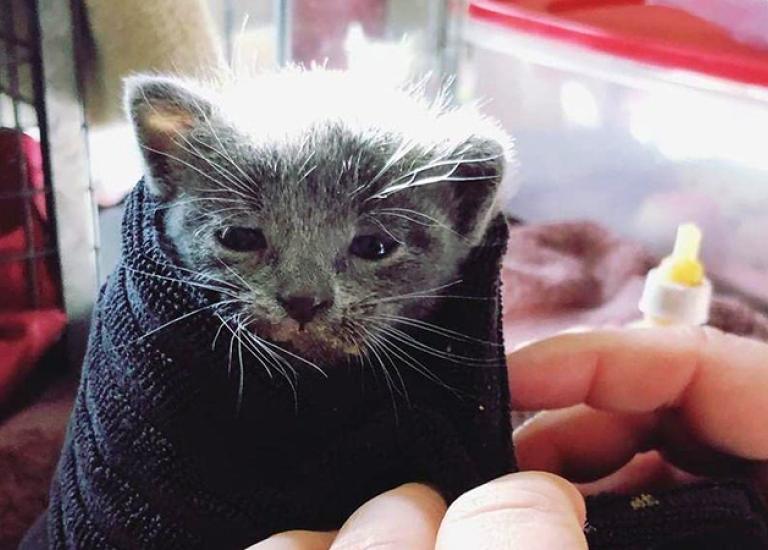 Las-Vegas-community-cat-program-Wrapup4.jpg
