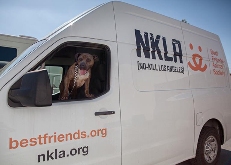 NKLA-Monty-dog-7824LF-blog.jpg