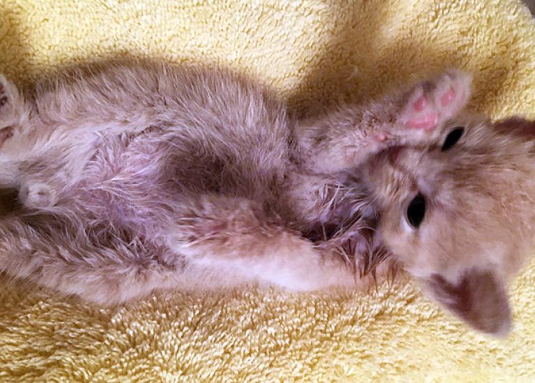 Saving-cats-Orange_kitten_courtesy_Sherry-Mililli_Hall-County-Animal-Shelter.jpg