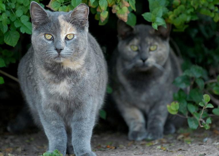 Street-cats-Karen-Mills-1899.jpg