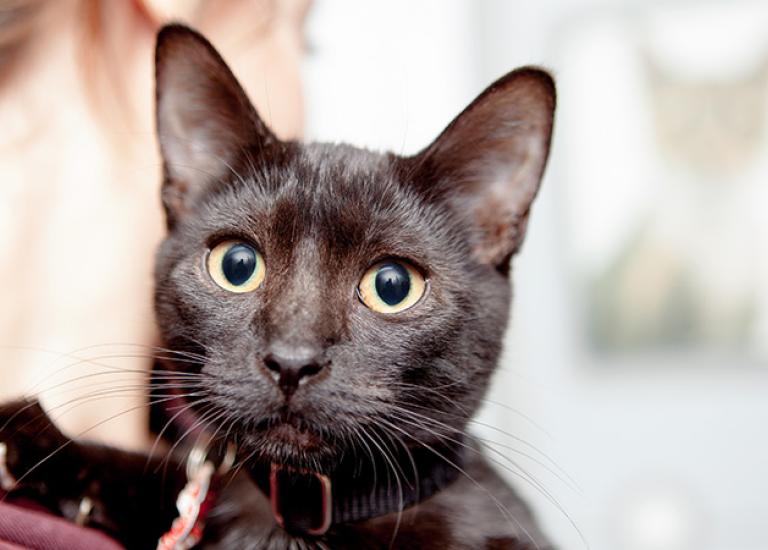 Blog-MissEmma_NYC_kitten_7644_rs.jpg