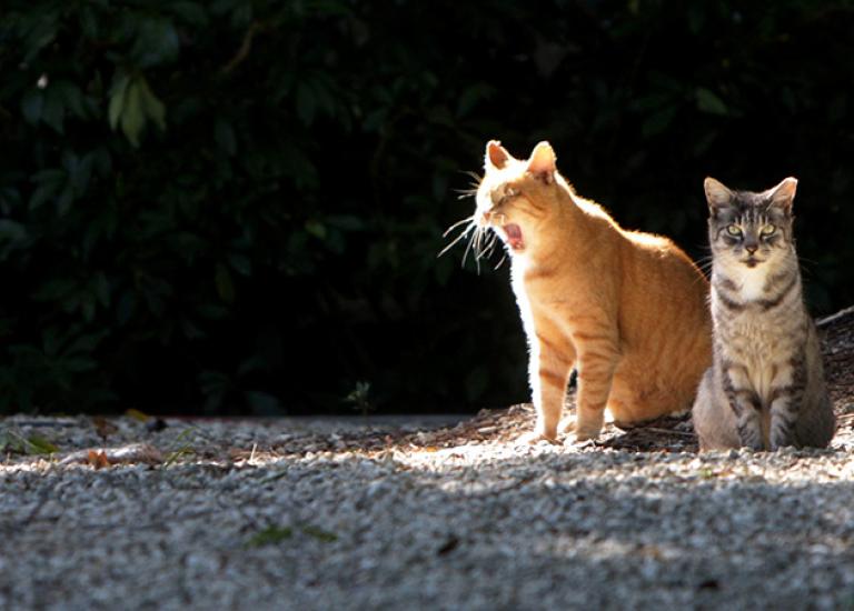 Blog-orcat16316.jpg