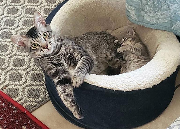 Community-cats-Malcolms-Fosters-3.jpg