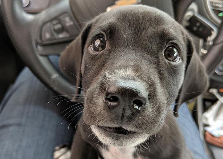 Sirius-Black-main.jpg