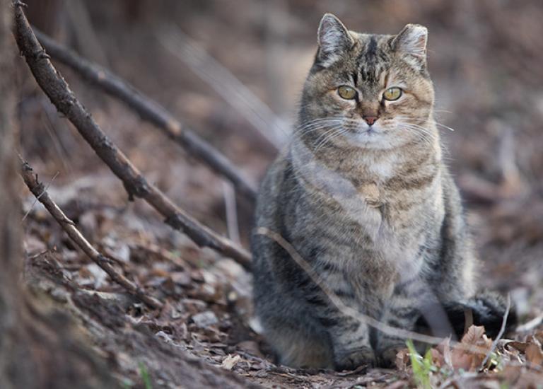 blog-GoldieTrussellFerals7743sak.jpg