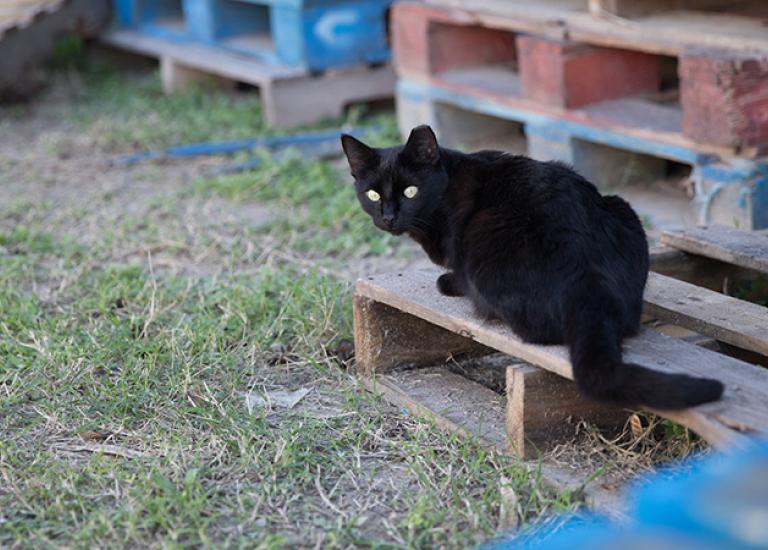 blog-PVACOutsideCats7061sak.jpg