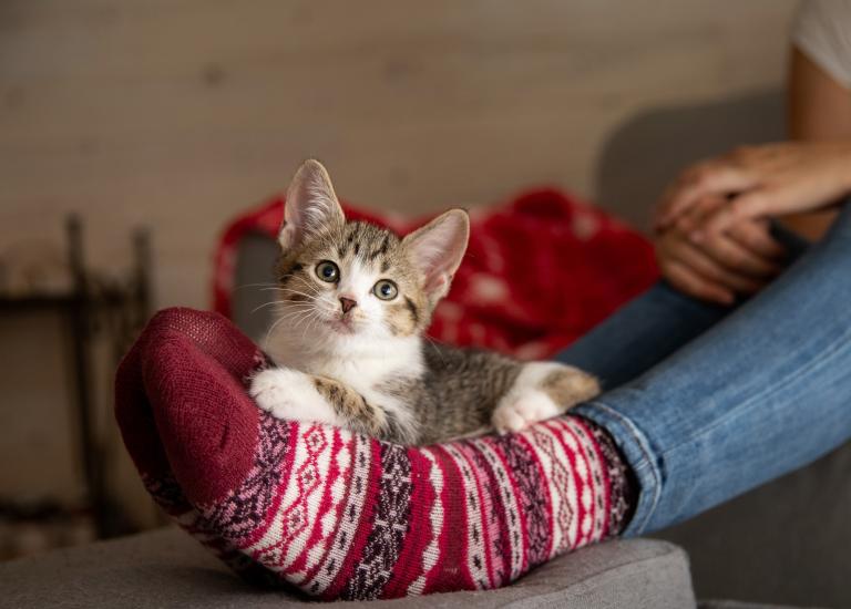 Brown and white kitten lying on feet of person wearing red holiday socks