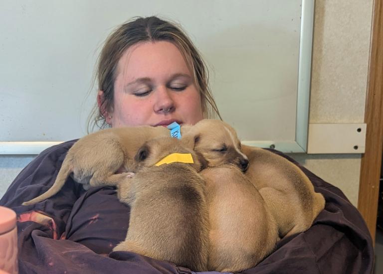 Person holding a litter of brown puppies in her arms