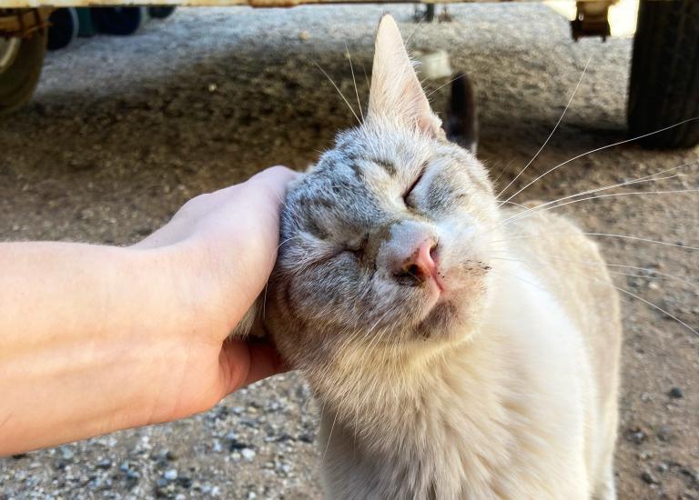Mr. Business the cat getting scratching on his ear by a person and looking happy