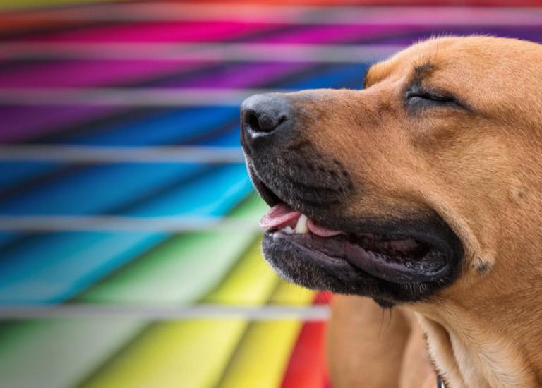 Dog in front of rainbow