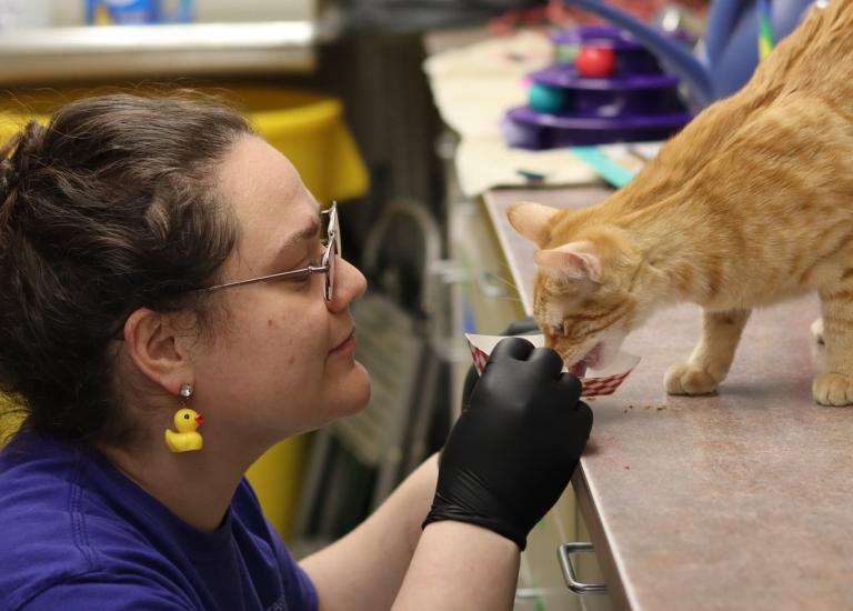 Person at eye level with an orange tabby cat