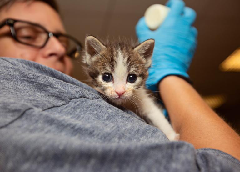 LA City Shelters Hit Record 89.7% Save Rate