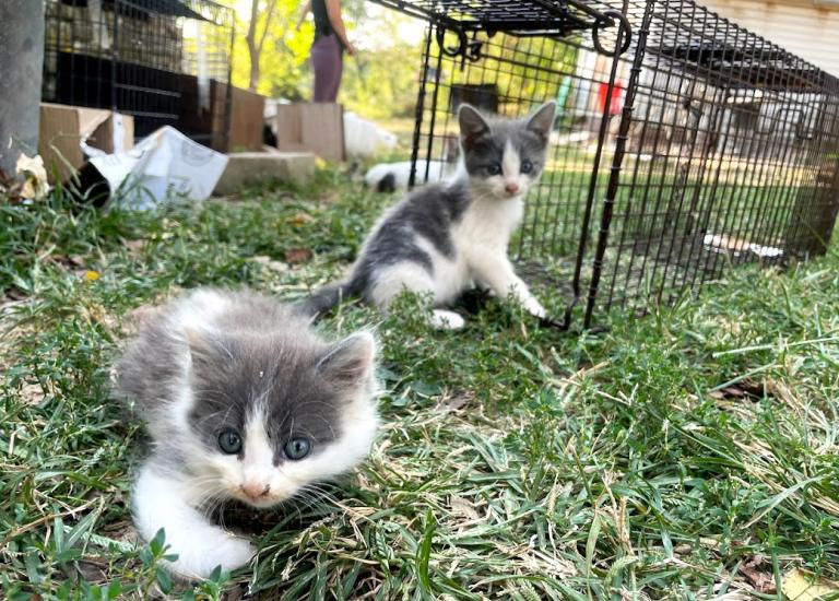 Group of a couple kittens outside by a live trap