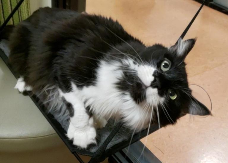 Black and white medium-hair cat lying on a shelf