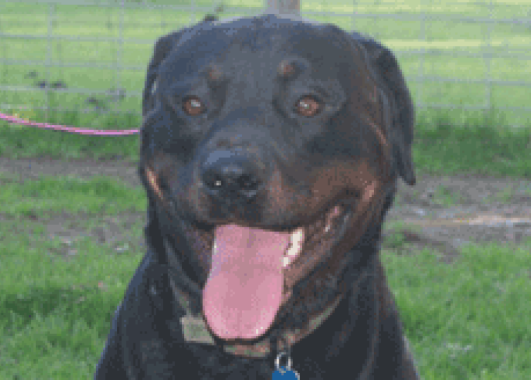 Happy Dog