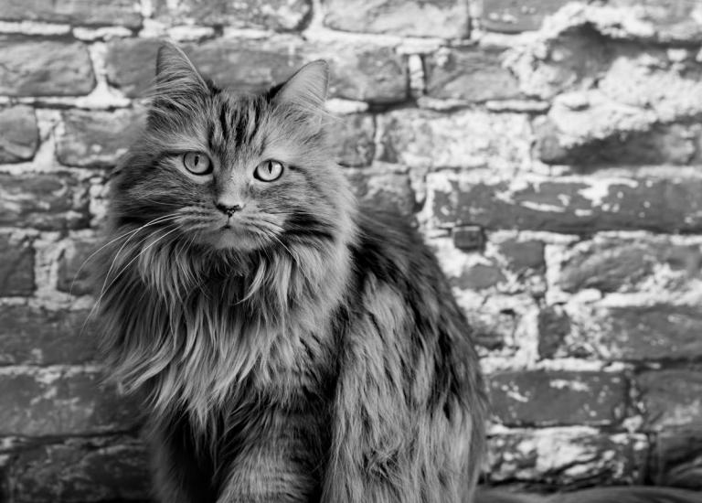 No-Kill Utah