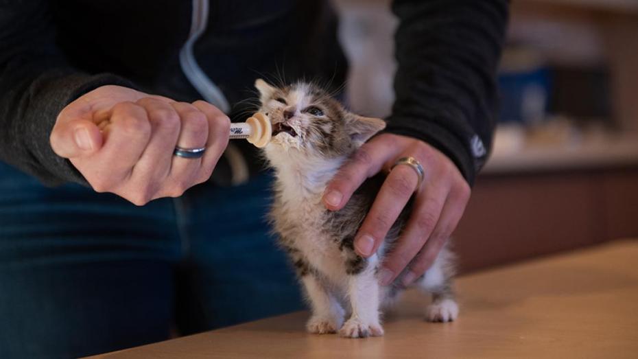 Person syringe feeding a standing kitten