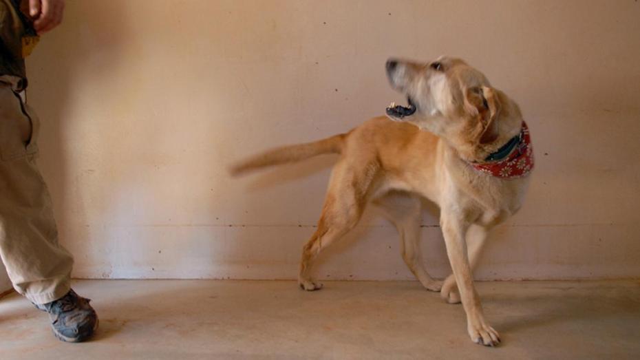 Dog looking backward and barking at a person