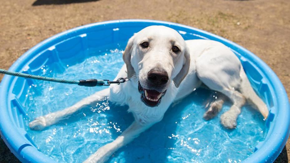 Leashed white dog lying in a blue kiddie pool