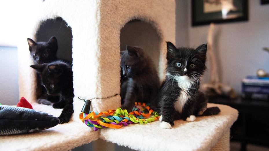 Litter of kittens in a cat tree