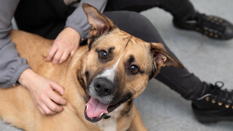 Person's hands on a smiling shepherd-type dog