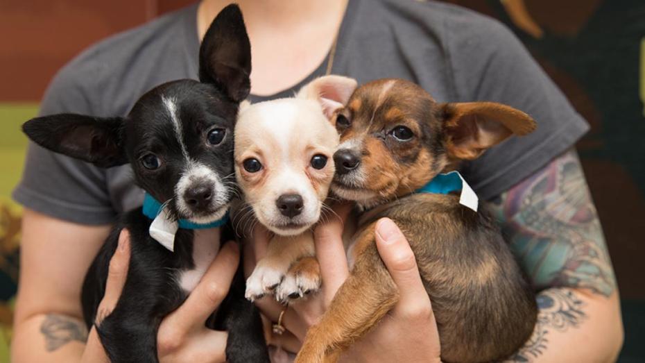 Person with tattoos on arms holding three puppies