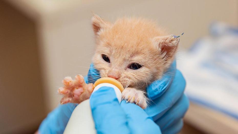 Cream colored kitten being bottle-fed by a person wearing blue rubber gloves