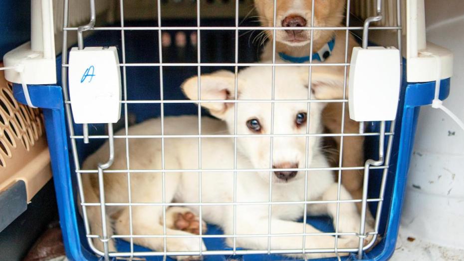 Two puppies in a crate