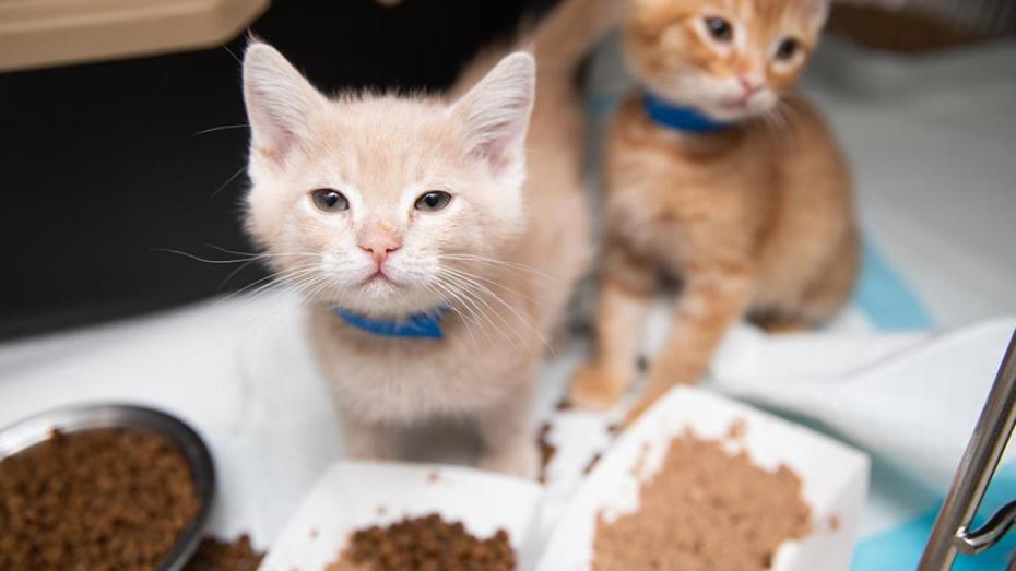 Two kittens with a variety of different kinds of food in front of them