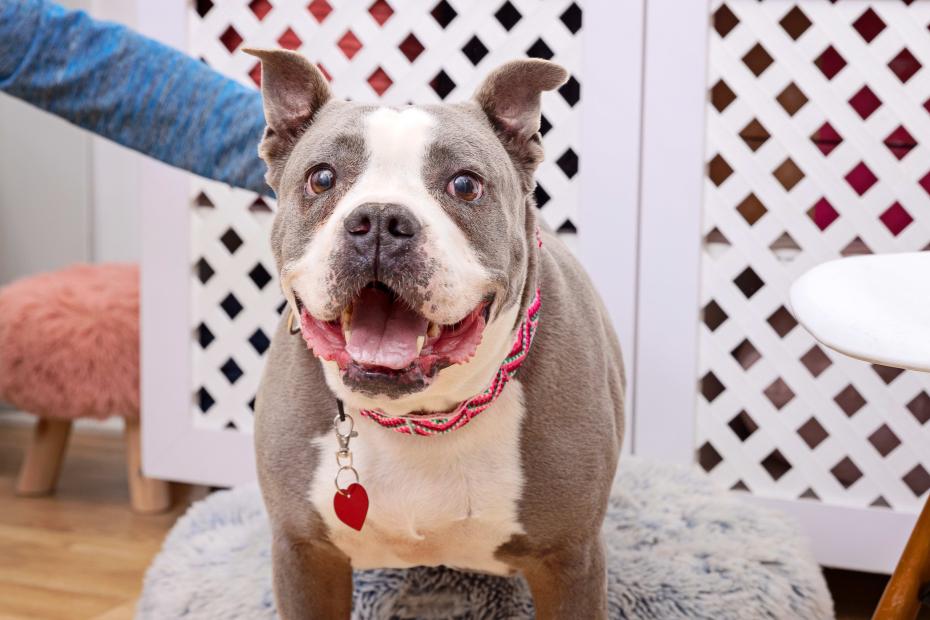 Person petting a happy gray and white dog in front of white lattice