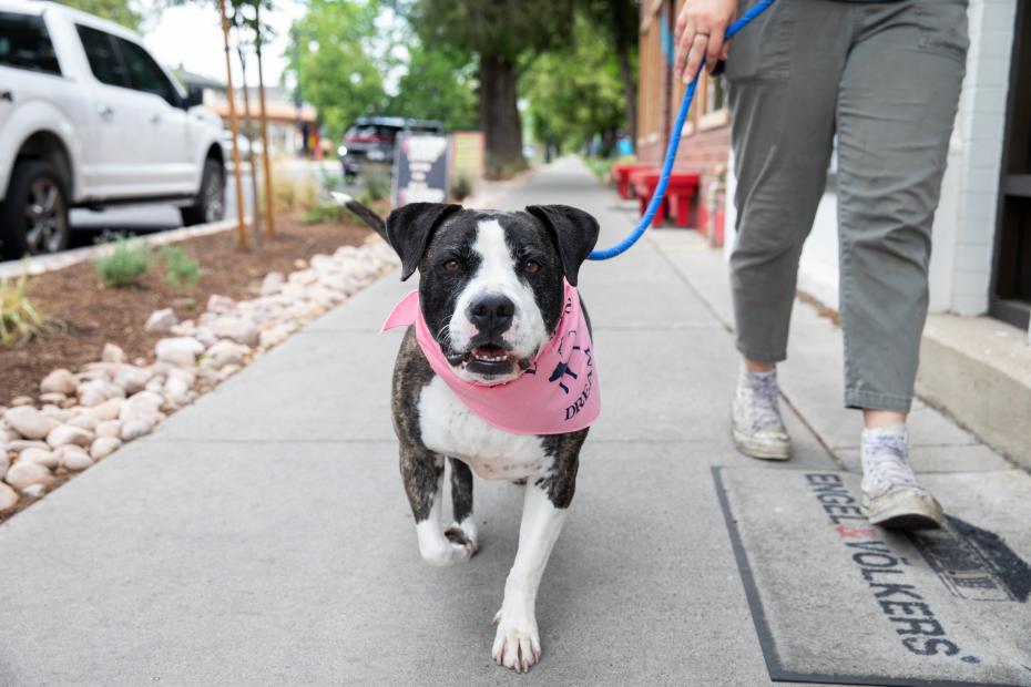 Person walking a dog wearing a pink bandanna outside on a sidewalk